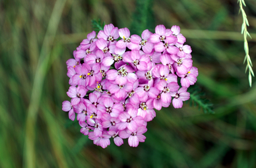 Achillea bianca montagna - A. millefolium
